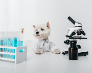 Westie in lab coat with microscope and test tubes